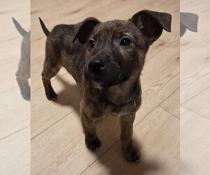 Mutt Dogs for adoption in Brooklyn Center, MN, USA