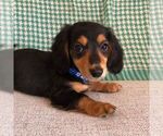 Puppy Diego Dachshund