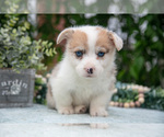 Small Photo #29 Pembroke Welsh Corgi Puppy For Sale in NEW CONCORD, OH, USA