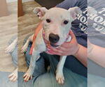 Small #7 Bull Terrier Mix
