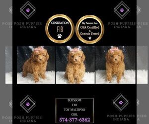 Maltipoo Puppy for sale in WARSAW, IN, USA
