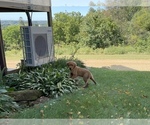 Small Photo #7 Golden Retriever Puppy For Sale in BOYCEVILLE, WI, USA