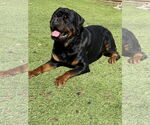 Small #5 Rottweiler