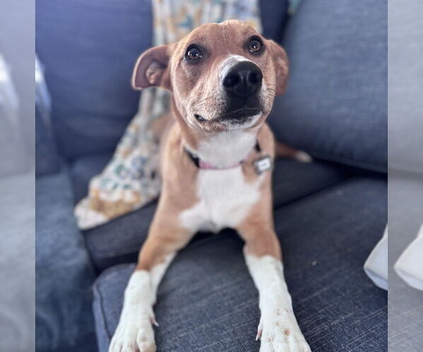 Medium Photo #6 Carolina Dog-Unknown Mix Puppy For Sale in Boston, MA, USA