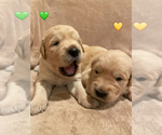 Small Photo #9 Golden Retriever Puppy For Sale in ANAHEIM, CA, USA