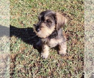 Schnauzer (Miniature) Puppy for sale in PHOENIX, AZ, USA