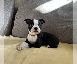 Boston Terrier Puppy for sale in FONTANA, CA, USA