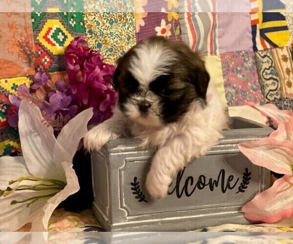 Medium Photo #3 Shih Tzu Puppy For Sale in PARIS, TX, USA