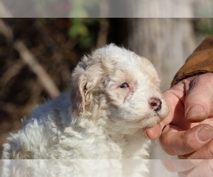 Poodle (Toy) Puppy for sale in DYERSBURG, TN, USA