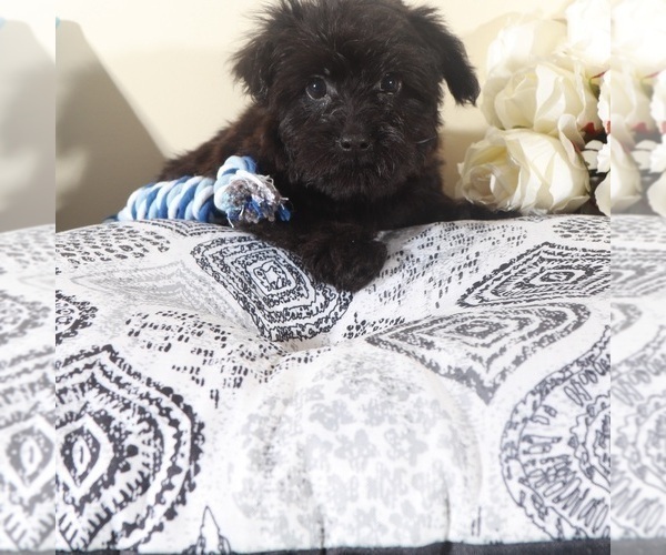 Medium Photo #4 Yorkipoo Puppy For Sale in MOUNT VERNON, OH, USA