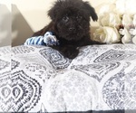Small #3 Yorkipoo