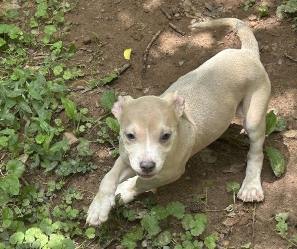 Medium Photo #1 Bedlington Terrier Puppy For Sale in STOCKBRIDGE, GA, USA