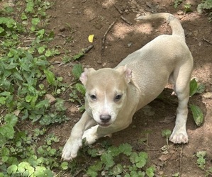 Bedlington Terrier Puppy for sale in STOCKBRIDGE, GA, USA