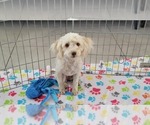 Small #2 Poodle (Toy)