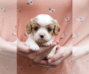 Cavapoo Puppy for sale in WHITE SALMON, WA, USA