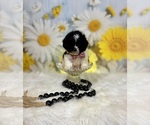 Small #8 ShihPoo