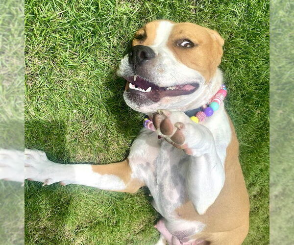 Medium Photo #3 American Staffordshire Terrier-Boxer Mix Puppy For Sale in San Juan Capistrano, CA, USA