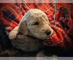 Small Photo #8 F2 Aussiedoodle Puppy For Sale in LOUISA, VA, USA