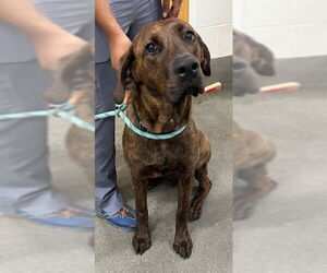 Plott Hound Dogs for adoption in Forestville, MD, USA