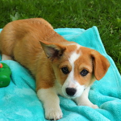 Pembroke Welsh Corgi Puppy for sale in GAP, PA, USA