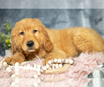 Puppy Roscoe Golden Retriever
