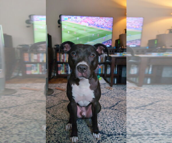 Medium Photo #5 American Pit Bull Terrier Puppy For Sale in Alexandria, VA, USA
