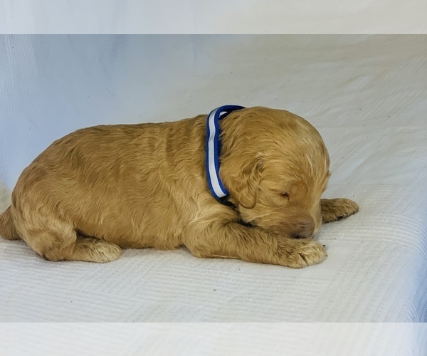 Medium Photo #7 Goldendoodle Puppy For Sale in COLBERT, WA, USA