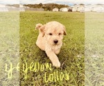 Small Photo #63 Goldendoodle Puppy For Sale in WEST PLAINS, MO, USA