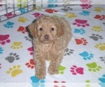 Small Photo #6 Cockapoo-Poodle (Miniature) Mix Puppy For Sale in ORO VALLEY, AZ, USA