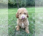 Small #3 Poodle (Miniature)