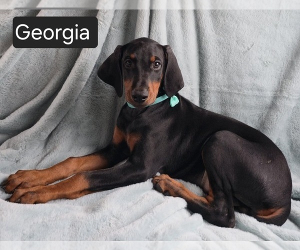 Medium Photo #7 Doberman Pinscher Puppy For Sale in POMEROY, OH, USA