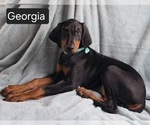 Small #6 Doberman Pinscher