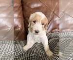 Puppy Flower Labradoodle