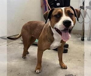 Boxer-Unknown Mix Dogs for adoption in Camarillo, CA, USA