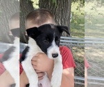 Small Photo #3 Border Collie Puppy For Sale in INDIANOLA, IA, USA