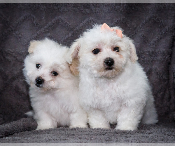 Medium Photo #1 Bichon Frise Puppy For Sale in WAKARUSA, IN, USA