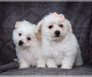 Bichon Frise Litter for sale in WAKARUSA, IN, USA