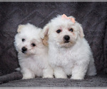 Small Bichon Frise
