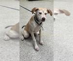 Small Labrador Retriever Mix