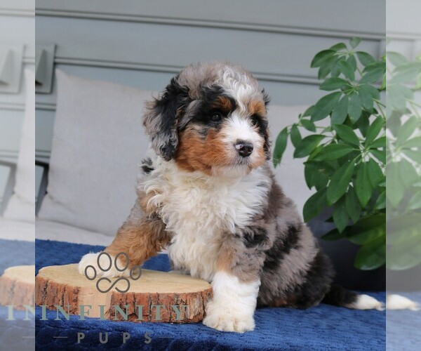Medium Photo #2 Bernedoodle (Miniature) Puppy For Sale in NARVON, PA, USA