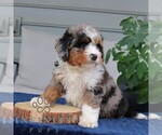 Small #1 Bernedoodle (Miniature)