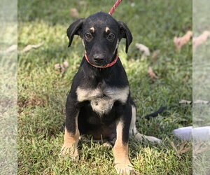 CHEDDAR BOB - Male Mutt Dog for Adoption - Photo #3