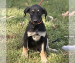 Small Photo #3 Mutt Puppy For Sale in Yardley, PA, USA
