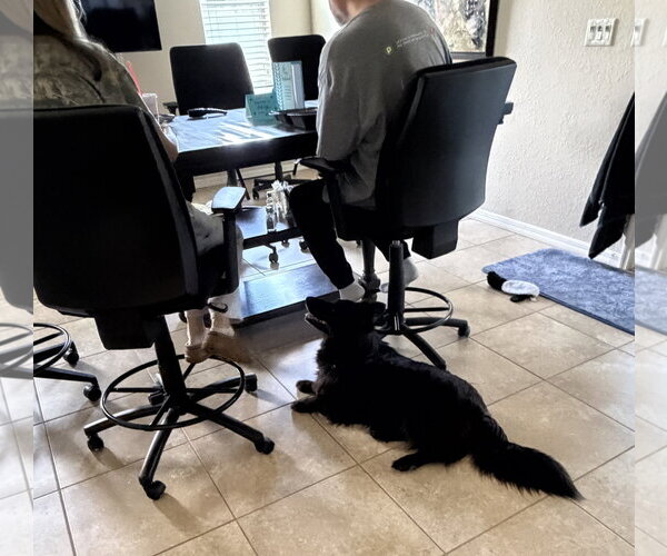 Medium Photo #12 Border Collie-Unknown Mix Puppy For Sale in Valrico, FL, USA