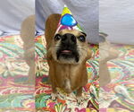 Small #4 Chihuahua