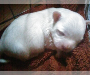 Maltese Puppy for sale in DENHAM SPGS, LA, USA