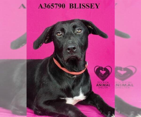 Medium Photo #2 Labrador Retriever Puppy For Sale in Stockton, CA, USA