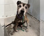 Small Plott Hound Mix