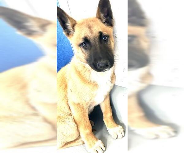Medium Photo #1 German Shepherd Dog-Unknown Mix Puppy For Sale in Visalia, CA, USA
