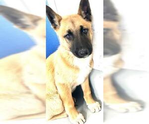 German Shepherd Dog-Unknown Mix Dogs for adoption in Visalia, CA, USA